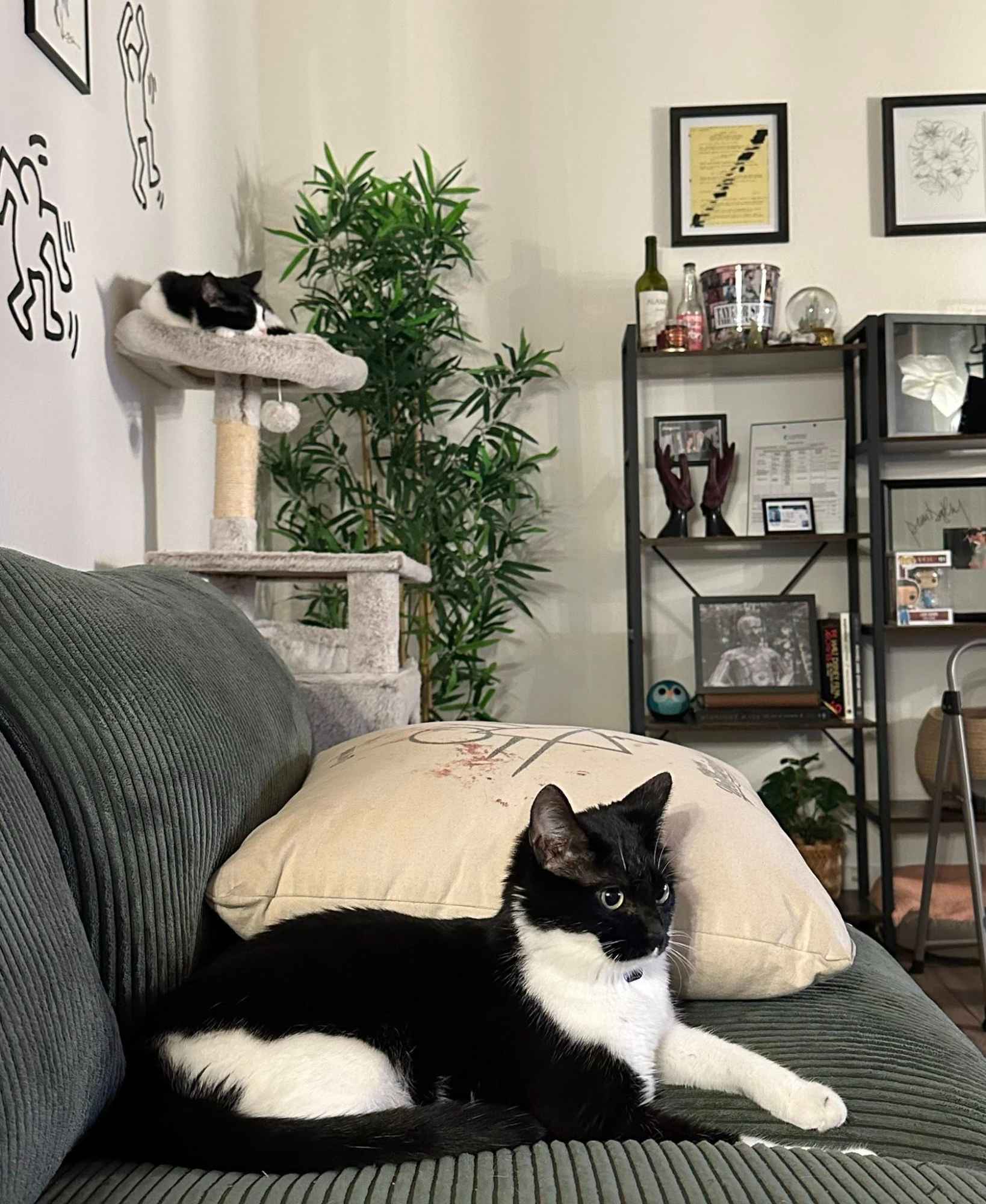 About the apartment:

Unique two bedroom, one bathroom apartment in north Sherman Oaks walking distance from the Sherman Oaks Galleria. Rent is $1300 for the room.

- Already fully furnished in the living/dining areas so you'll only need to furnish your room (but please bring anything you want to add in to common spaces!)

- Full kitchen with all appliances incl. dishwasher

- Living room has really neat 20 foot wood cathedral ceilings so the whole place feels incredibly spacious and is filled with light from multiple windows and a skylight.

- Mock-hardwood vinyl flooring throughout except for the bedrooms which are carpeted (and cleaned regularly)

- The open room has a wall-to-wall sliding door closet, and there are tons of unused storage shelves/cabinets in the hallway outside, so there's plenty of space! Can very easily fit a queen bed, dresser, desk, etc.

- While the bathroom is technically shared, my room has an ensuite vanity/sink/storage, so the only thing we're really sharing is the toilet and shower—all the in-bathroom storage and cabinet space is yours.

- There is a patio/balcony space with sliding glass doors off the living room area.

- Free gated parking (tandem spot you would share with me)

- The complex is gated with keypad access and has a pool and a laundry room!

- Utilities (water, trash, high speed wifi) usually come out to $80 a person per month on non-electric months, and $140ish a person per month on electric months (LADWP charging every other month)

About me:

- 26 year-old AFAB nonbinary person, originally from New York.

- I work in entertainment management/PR and do work from home most days, but stick to my room to work and am often out of the house when not working.

- I love to cook and am more than happy to let you be my taste-tester!

- Rarely do I really have people over (I prefer to go to my friends' places) but I never mind it and you're more than welcome to host whenever you'd like—I do have a long-distance girlfriend who comes to stay for a long weekend every couple of months.

- I'm very outgoing and adventurous, love hiking and the beach and movies and catching a baseball game.

About YOU:

- Is good with cats and does not have any pets of their own

- Ideally would love someone who is open to hanging out as I've always been friends with my roommates, but this is not a requirement obviously