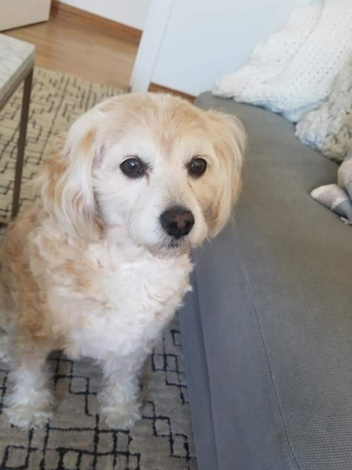 OFFERED: Room for rent in the best area of all the beach towns near Los Angeles! 6 BLOCKS TO THE OCEAN RIGHT NEAR WHOLE FOODS Beautifully furnished and set up to be nice and comfy... it's a mellow and relaxing environment and we just love it! $1850 fully furnished for 1 year lease and we just upgraded the internet for those who work from home!  (If taking the largest room it’s $100/mo extra) The room comes nicely furnished.

Female preferred but not required! 
 Looking for someone super tidy like we are! Would love to have someone who appreciates nice things ; )
And helps keep the place up in between the maid coming… : D I'm very goal and career oriented and am hoping to have a roommate who enjoys life in balance! 

This room will go fast this neighborhood is the best in all of the beach towns near LA and were in the middle of everything... walk to Rose Ave, Main St, Lincoln, Abbott Kinney, both piers, the bars, the bank, whole foods, Ralph's, Cvs, dollar store, restaurants, boutiques, piers, 3rd st promenade malls, ONLY ABOUT 6 BLOCKS TO THE SAND! 

Room comes furnished and you can add what you'd like to... It has a little walk in closet with views of mostly blue skies and pretty trees from the bed… wake up to the sound of birdies chirping it's a very peaceful neighborhood!! Welcoming a nice person with a smile on their face!!! (Please no more pets or couples).

I like to do movie nights at the house, or a small dinner gatherings in our outside picnic table area, also love a good game night and you’d obviously be invited. I respect each others productivity and we mostly do our own thang. And the majority of the time the house is quiet and chill. We both work a ton probably way too much for the both of us… I enjoy outdoors, beach camping hiking etc. I love my pup and hope someone comes in who also enjoys doggos around! I am really looking forward to a new friendly face around the house and prefer having people around <3 feel free text me to coordinate a showing/meet 5178616815