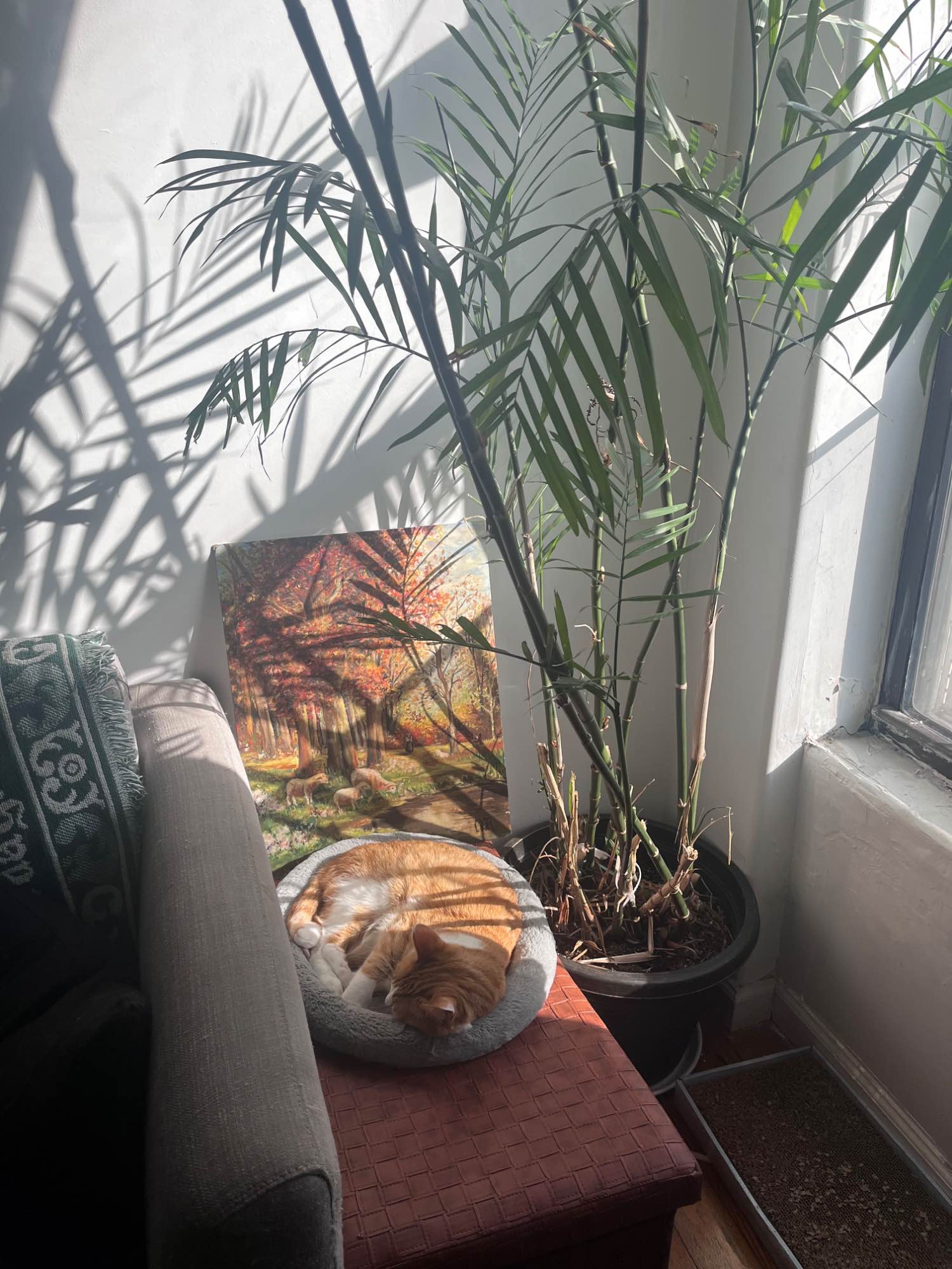 We have an apartment in Bed Stuy near the Utica A/C. We all work in creative/ service industries and the environment of the space is friendly and social! The room is on the smaller side which is a good option if you don’t have too much to store. It’s an older building so utilities and amenities are billed separately.

**The cats will be moving out ❤️‍🩹 so we are open to bringing pets into our home**

I prefer to message through IG if you’d like more details @acacia_leann