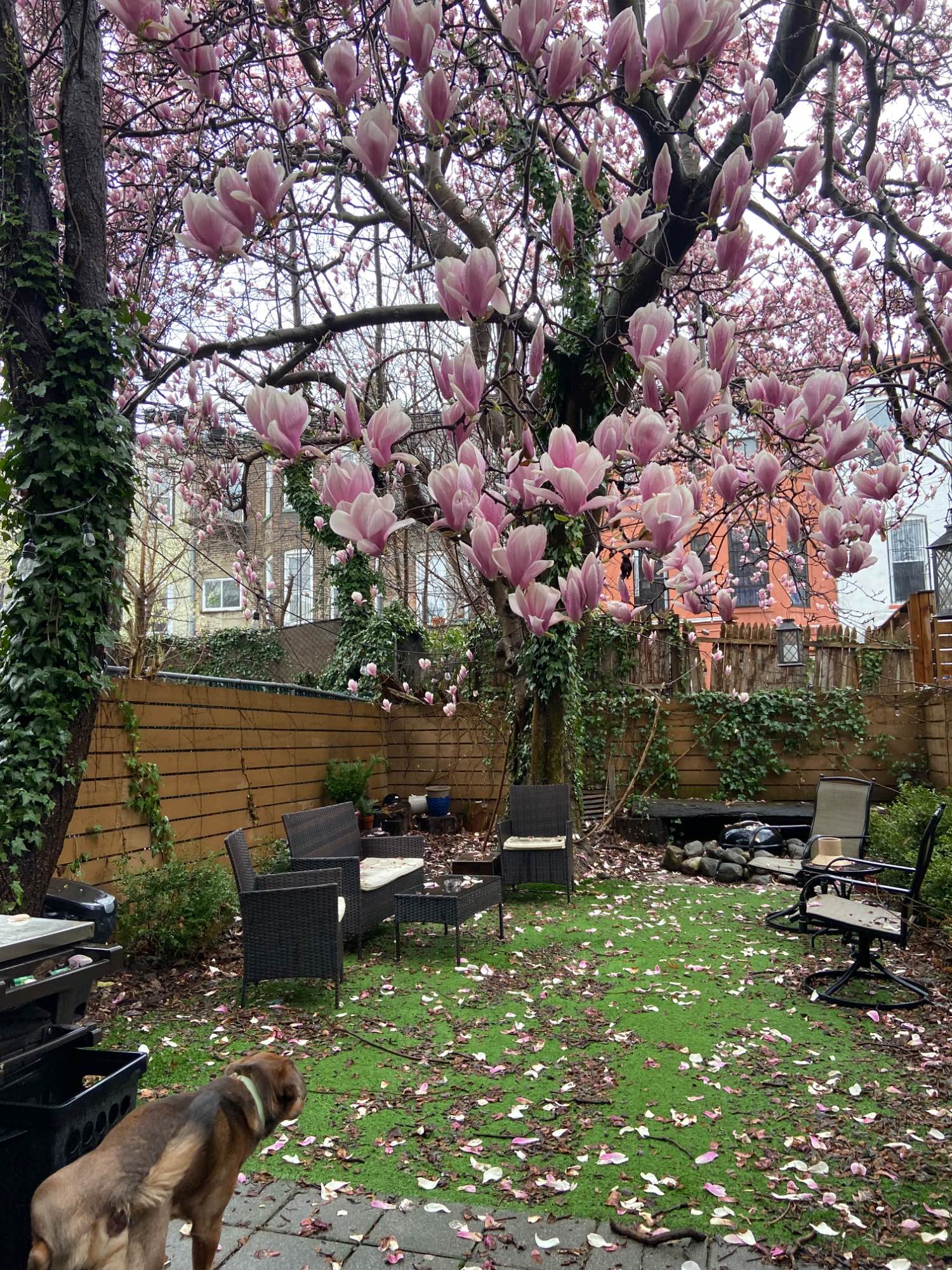 Beautiful 4 story brownstone seeking 6th roommate. Entire spacious and historic home is shared among 6, and have availability after an apt lotto winner departs.
The house has original features, the roommates are courteous and chill professionals, and the home has a great vibe. We have washer dryer, dishwasher and a lovely outdoor space.