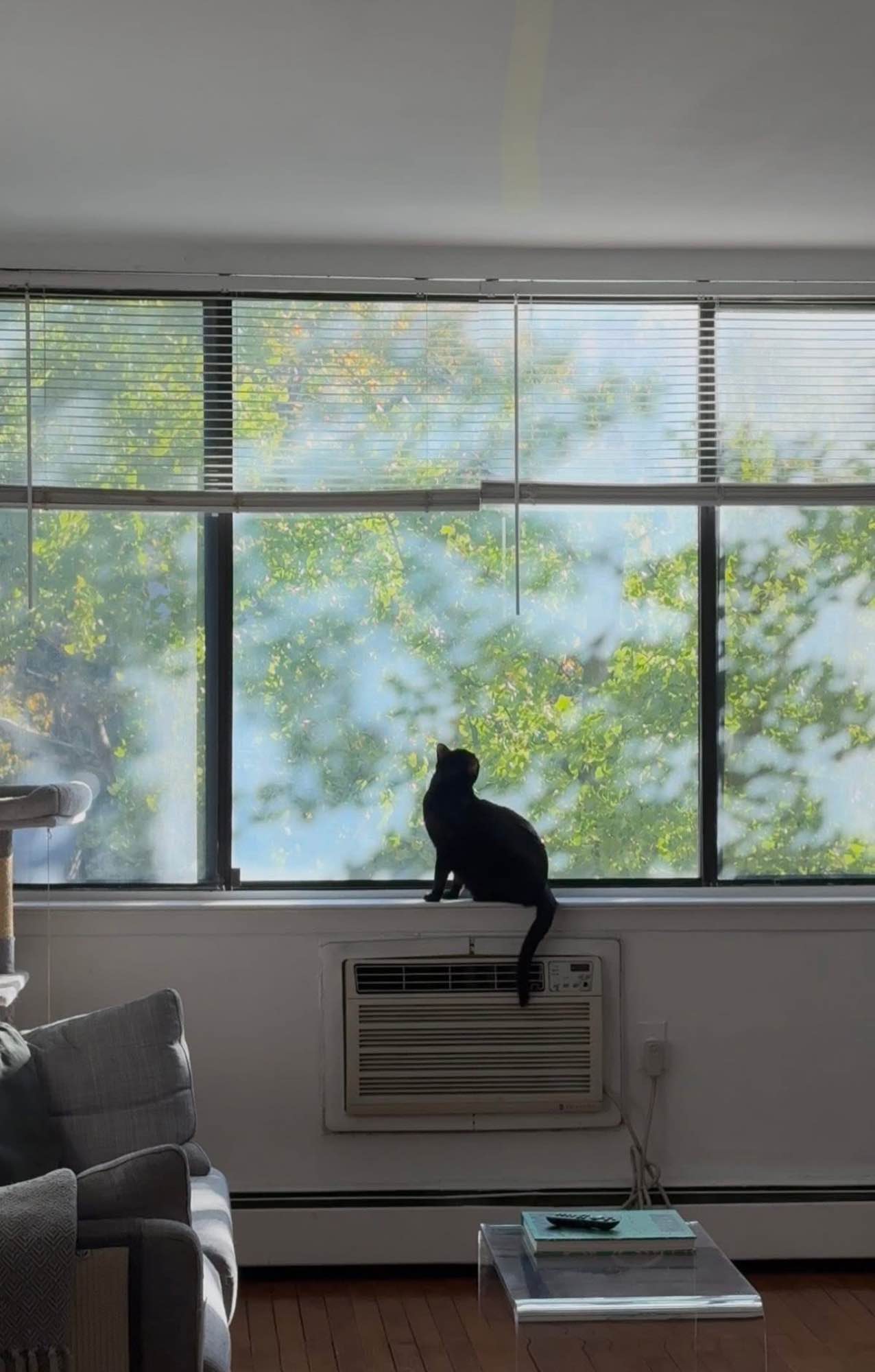 Subleasing a room in my bright and spacious apartment! 

About the Apartment:
* 3 bed / 1.5 bath
* Rent: $1,700 + utilities (deposit is 1m of rent)
* Huge living room, fully furnished
* Kitchen with brand-new appliances + dishwasher
* Laundry in the building
* All windows face green views with lots of sunlight

About the Room:
* Fits queen/king bed + other furniture (shelves shown in the pics are no longer in the room. Also, room was recently painted)
* Spacious closet, AC, big window with sunlight

Location:
* Near Piers 35/36
* A few blocks from LES bars, cafes, and restaurants
* Close to Trader Joe’s and Target
* Trains stations: Delancey and East Broadway

About me and current roommate:
Two young professionals in their early 30s who are clean, respectful, and easygoing.