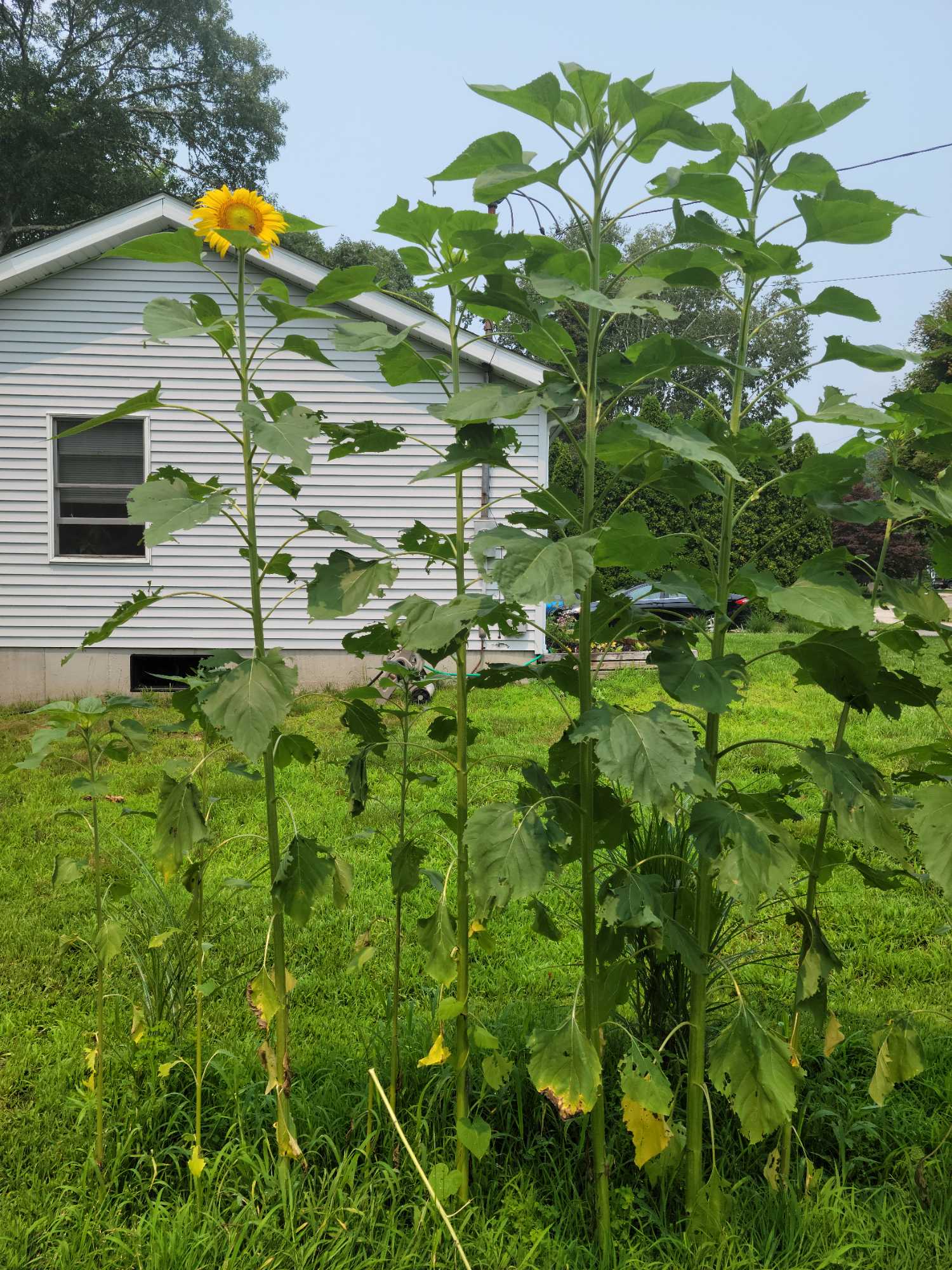 Looking for a roommate in Charlestown.