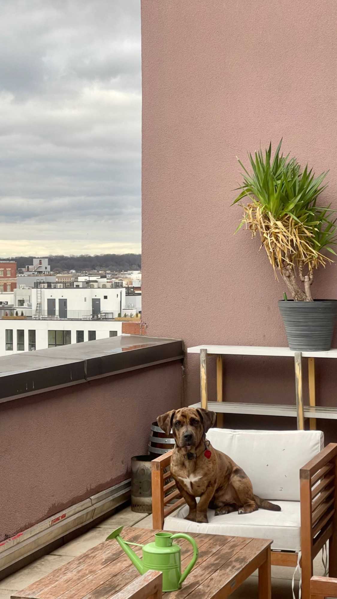 
Beautiful Bushwick Summer Sublet

Hi, I have a room available in a 3 bedroom starting June 15th (earlier or later if needed)


The Room
- Full sized bed, chest of drawers & closet 
- Furniture can stay or be taken away
- Private balcony 

The Apartment
- Beautifully renovated kitchen
- Natural light in common space
- Two huge private balconies
- Fire pit, couches, etc
- Laundry in basement
- Free parking out front
- Bike parking
- Gym in basement

The Roommates
- 2 females in mid-late twenties
- Working professionals (ideally looking for the same)
- Started as FB roommates and turned into friends 
