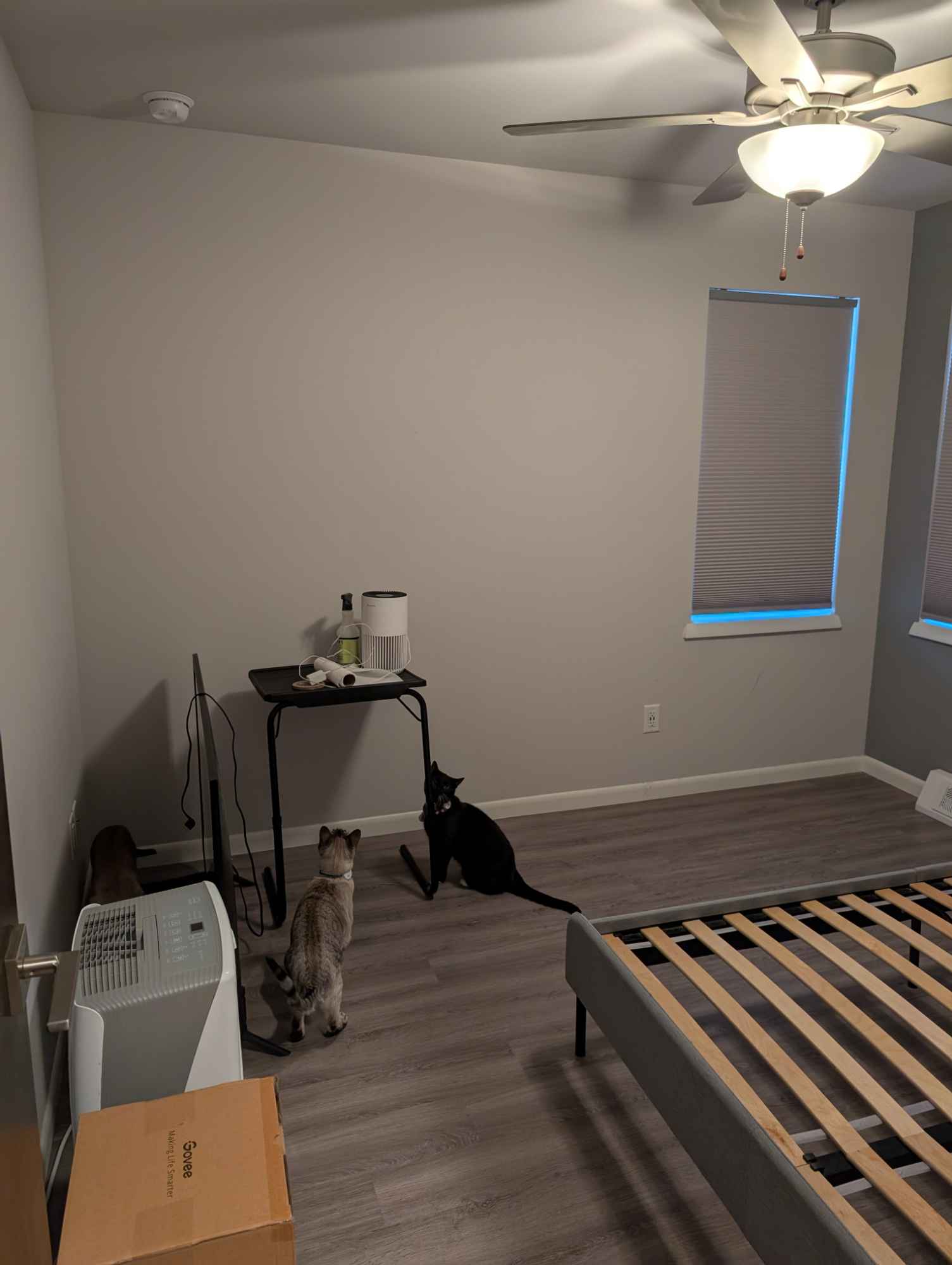 1500 st ft house, 3rd bedroom is an office (that can also be shared). Room for rent is 11x10, has 2 windows, a closet, and a private bathroom across the hall. All bedrooms are on the second floor.
2 car, attached garage, renter would have use of second space.
First floor is living room, dining room, kitchen, and laundry.
I have 3 cats, I work a lot, and I'm fairly boring overall.